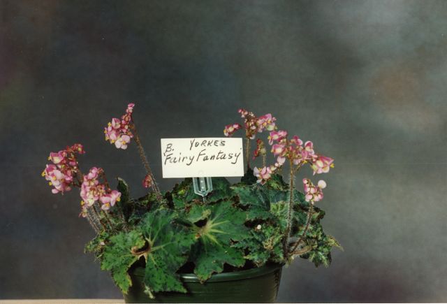 B. ‘Fairy Fantasy’
